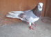 Male Birmingham roller