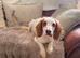 Lovely male cocker spaniel