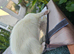 Stunning part angora ferret for sale