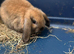Gorgeous Mini Lop Babies Ready Now!