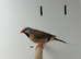 Finches