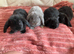 8 week old mini lops