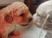Beautiful f2b labradoodle for stud