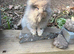 Angora x lion head buck