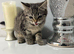 Kitten tabby