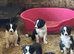 Ready Now - The prettiest long coated border collie puppies