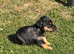 Merle Jack Russell Girl