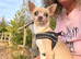 Blue/ lilac chihuahua puppies