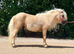 Miniature Barbie pony.