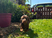 BEAUTIFUL MINITURE DACHSHUND BABIES