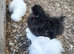 Silkle bantams