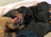 Standard dachshund puppies carrying chocolate