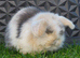 Pedigree mini lop bunnies