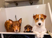 Cliff KC Jack Russle Stud