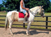 Prince 15.3hh 4 year old cob gelding