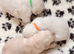 Golden Retriever Boys and Girls Available