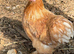Pekins available in various colours