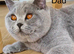 ONLY ONE BOY AVAILABLE-GCCF British Shorthair Blue Kittens