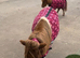 Mother & baby Shetland pony gentle any child can ride