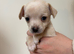 Fluffy Chihuahua Puppies – Now 5 Weeks Old