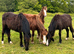 Outstanding group of Colt for sale.