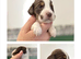 COCKER SPANIEL PUPPIES