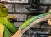 Emerald green tree skinks