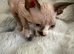 sphynx cannadian kittens