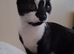 2 x 2 year old cats urgently need home