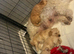 Toy poddle pups