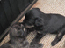 Shih-tzu x yorkie x Jacapoo puppies