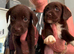 Beautful home raised litter of labradoodles for sale