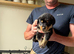 10 healthy puppies Rottie xx