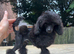 Male Toy Poodle