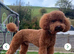 READY TO LEAVE FOR THEIR FOREVER HOMES REDUCED Exquisite Red Fox F1b Toy Cockapoo puppies looking for their forever homes