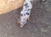 4 piglets for new homes