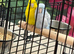 Baby parrotlets Glasgow