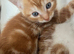 Kittens for sale
