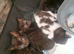 Here i have a bundle of kittens looking for there forever homes