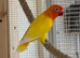 2 year old lutino opaline male love bird