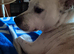 Staffordshire Bull Terrier Cross Patterdale called cokie
