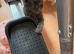 TICA REGISTERED STUNNING KITTENS