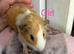 Baby guinea pigs.
