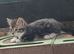 Bengal kittens REDUCED