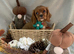Cavalier King Charles