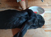 3 month old black female giant french lop