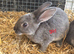 4x mini rex bunnies for sale