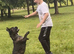 French bulldog/staffie cross