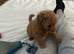 Toy poodle boys ready for forever homes
