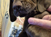 2 male puppies for sale £900